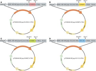 Combined oral immunization with probiotics Entercoccus faecalis delivering surface-anchored Eimeria tenella proteins provide protective efficacies against homologous infection in chickens